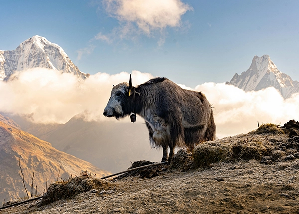 yak-himalayas
